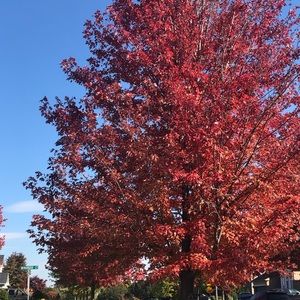 Meet your Posher, Sheng